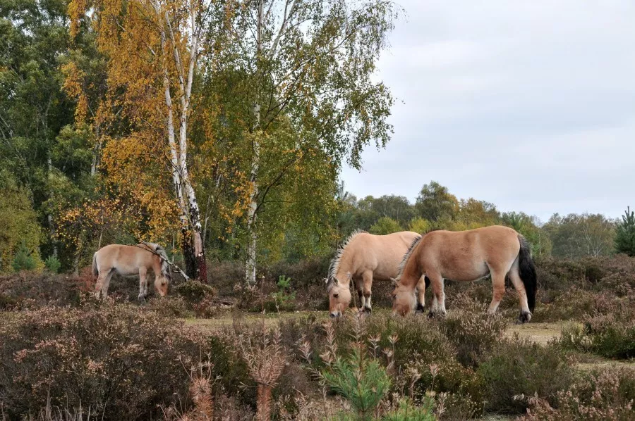 Mazout bestellen Limburg - Laagste mazoutprijs in Limburg